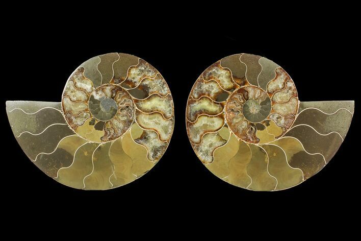 Bargain, Cut & Polished Ammonite Fossil - Madagascar #148055